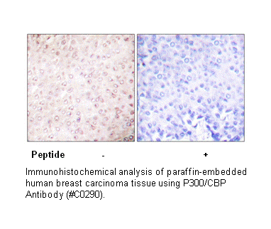 Product image for p300/CBP Antibody