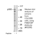 Product image for p300/CBP Antibody