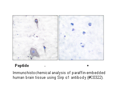 Product image for Sirp &alpha;1 Antibody