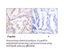 Product image for SKP2/p45 Antibody