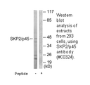 Product image for SKP2/p45 Antibody