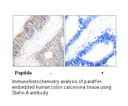 Product image for Stefin A Antibody