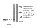 Product image for Stefin A Antibody