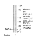 Product image for TGF &beta;3 Antibody