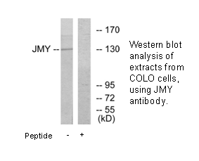 Product image for JMY Antibody