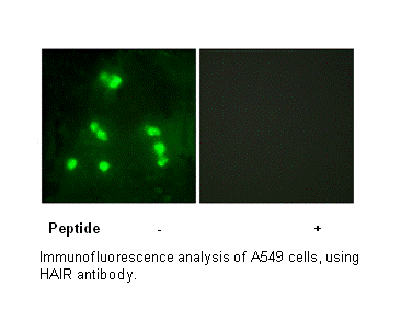 Product image for HAIR Antibody