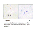 Product image for Caper Antibody