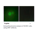 Product image for LRAT Antibody