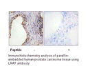 Product image for LRAT Antibody