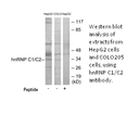 Product image for hnRNP C1/C2 Antibody
