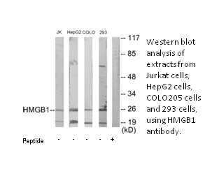 Product image for HMGB1 Antibody
