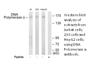 Product image for DNA Polymerase &alpha; Antibody