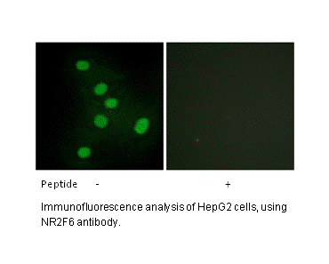 Product image for NR2F6 Antibody