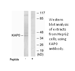 Product image for KAP0 Antibody
