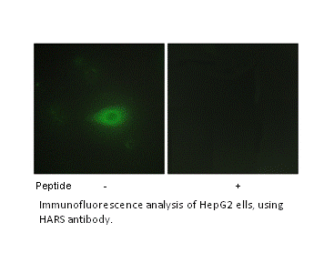 Product image for HARS Antibody