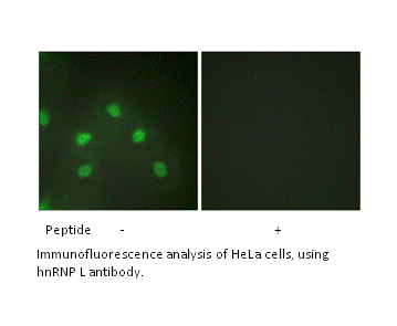 Product image for hnRNP L Antibody