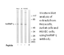 Product image for hnRNP L Antibody