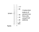 Product image for B-RAF Antibody