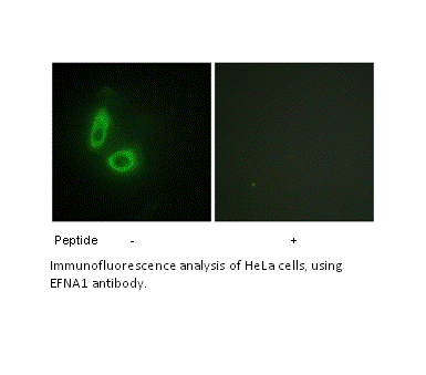 Product image for EFNA1 Antibody