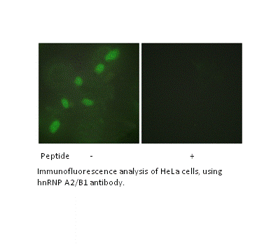 Product image for hnRNP A2/B1 Antibody