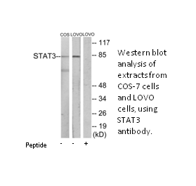 Product image for STAT3 Antibody