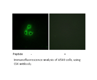 Product image for CSK Antibody