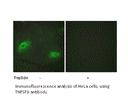 Product image for TNFSF9 Antibody