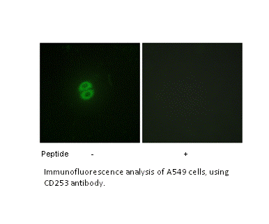 Product image for CD253 Antibody