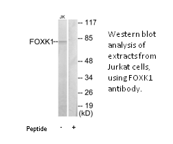 Product image for FOXK1 Antibody