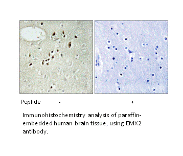 Product image for EMX2 Antibody