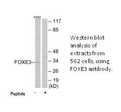 Product image for FOXE3 Antibody