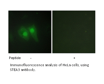 Product image for STEA3 Antibody