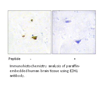 Product image for EZH1 Antibody