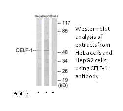 Product image for CELF-1 Antibody