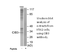 Product image for CIB3 Antibody