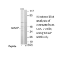 Product image for ILKAP Antibody