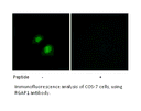 Product image for RGAP1 Antibody