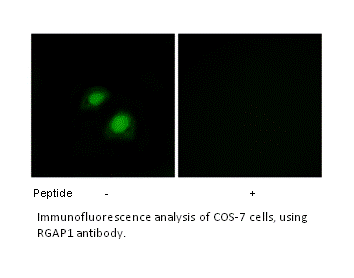 Product image for RGAP1 Antibody