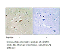 Product image for RGAP1 Antibody