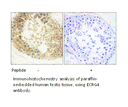 Product image for ECRG4 Antibody
