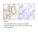Product image for MUC13 Antibody