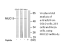 Product image for MUC13 Antibody