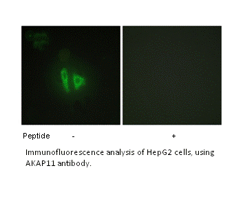Product image for AKAP11 Antibody