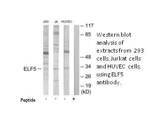 Product image for ELF5 Antibody