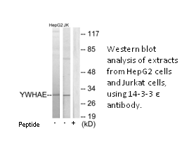 Product image for 14-3-3 &epsilon; Antibody