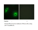 Product image for 14-3-3 &eta; Antibody