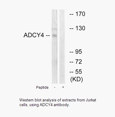 Product image for ADCY4 Antibody