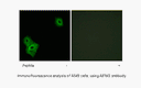 Product image for AIFM3 Antibody