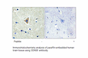 Product image for CDH20 Antibody