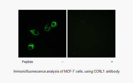 Product image for CCRL1 Antibody